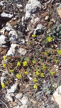 Image of Euphorbia petrophila C. A. Mey.