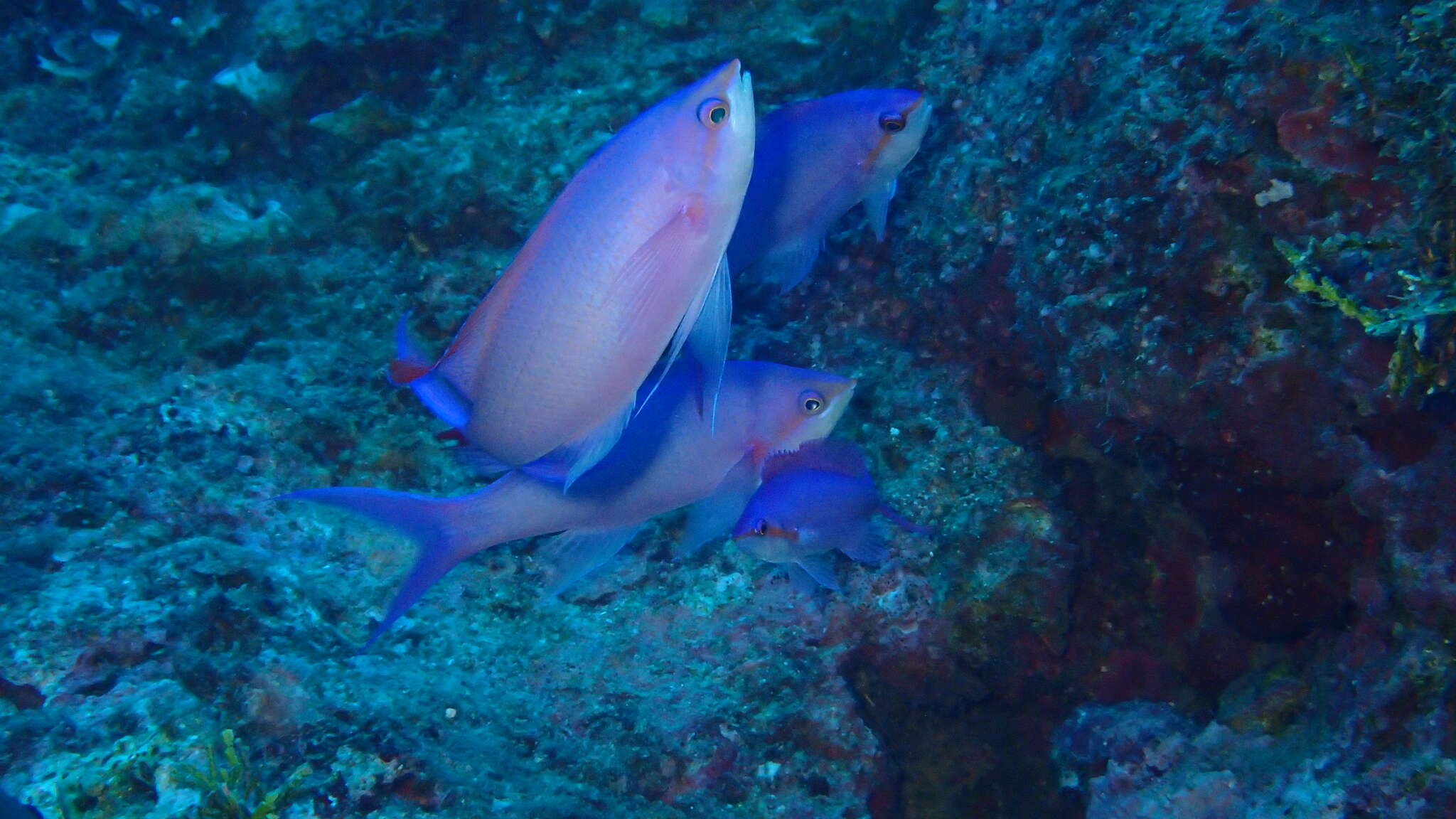 Pseudanthias pascalus (Jordan & Tanaka 1927) resmi