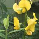 Image of Indian rattlebox