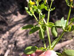 Image of Roepera apiculata (F. Müll.) Beier & Thulin