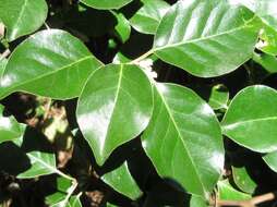 Image of Elaeagnus macrophylla Thunb.