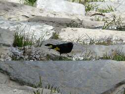 Image of Black Siskin