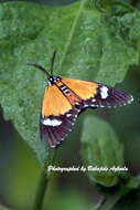 Image de Phaegorista similis Walker 1869