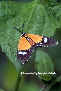 Image of Phaegorista similis Walker 1869