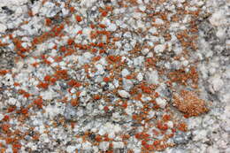 Image of sandwort orange lichen