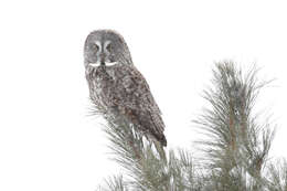 Image of Great Gray Owl