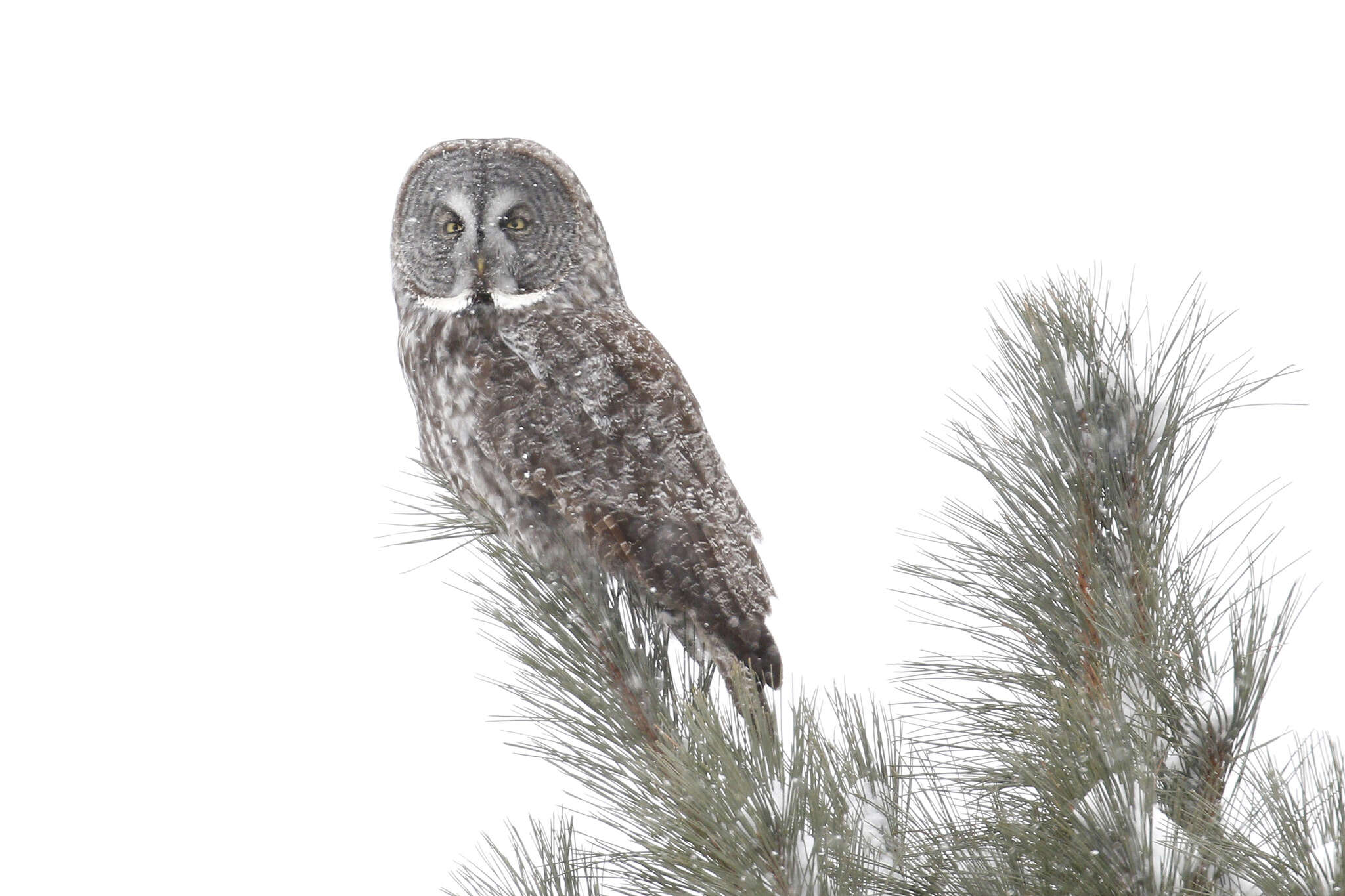 Image of Great Gray Owl