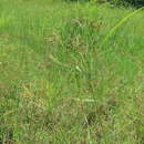 Cyperus nutans Vahl的圖片