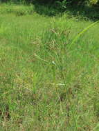 Cyperus nutans Vahl的圖片