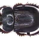 Image of <i>Ceratophyus hoffmannseggi</i> (Fairmaire 1856)