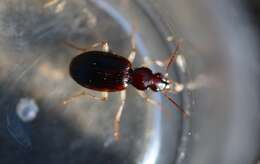 Image of Ground beetle