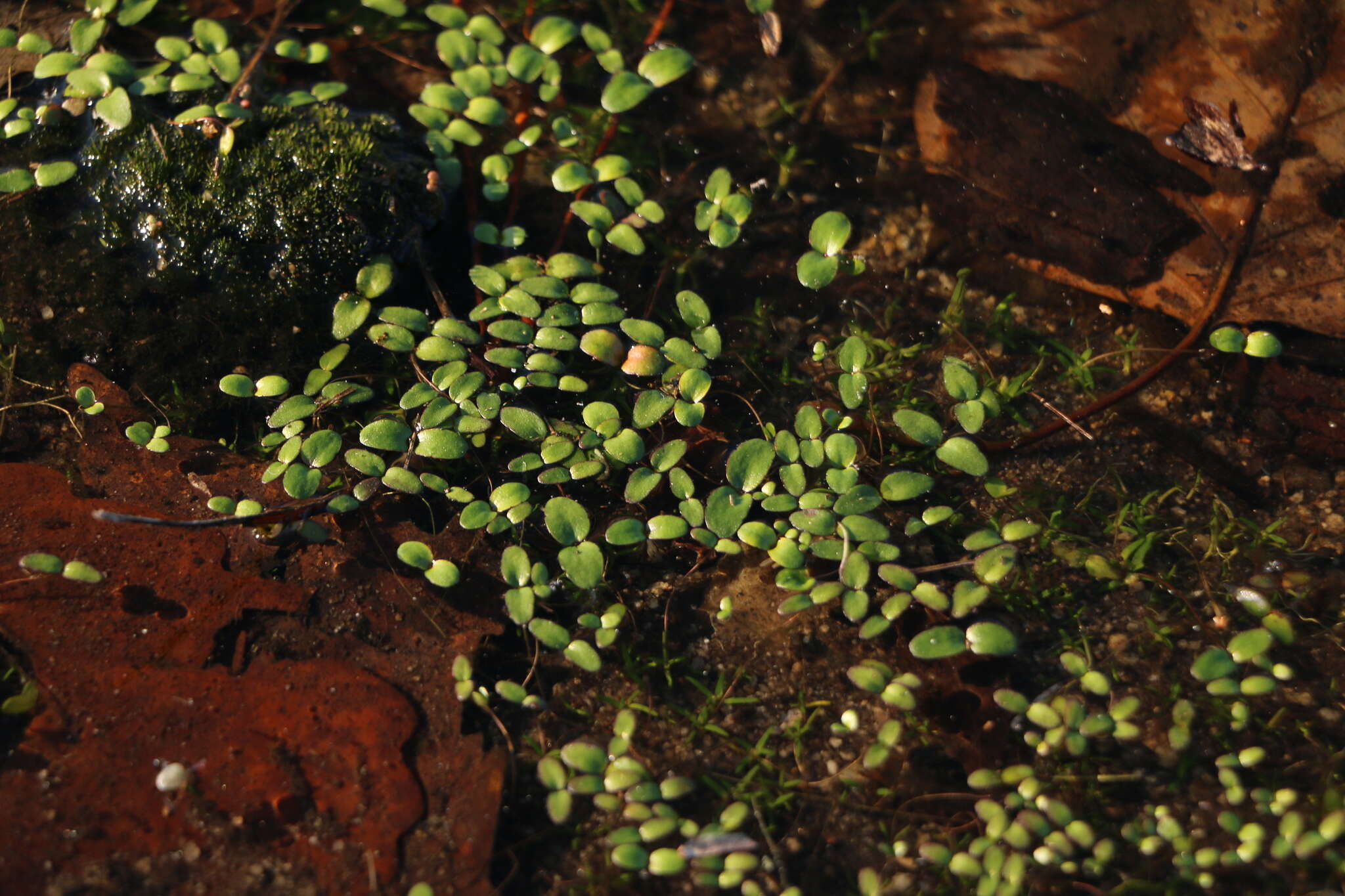 Слика од Gratiola amphiantha D. Estes & R. L. Small