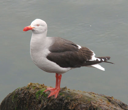 Image of <i>Larus scoresbii</i>