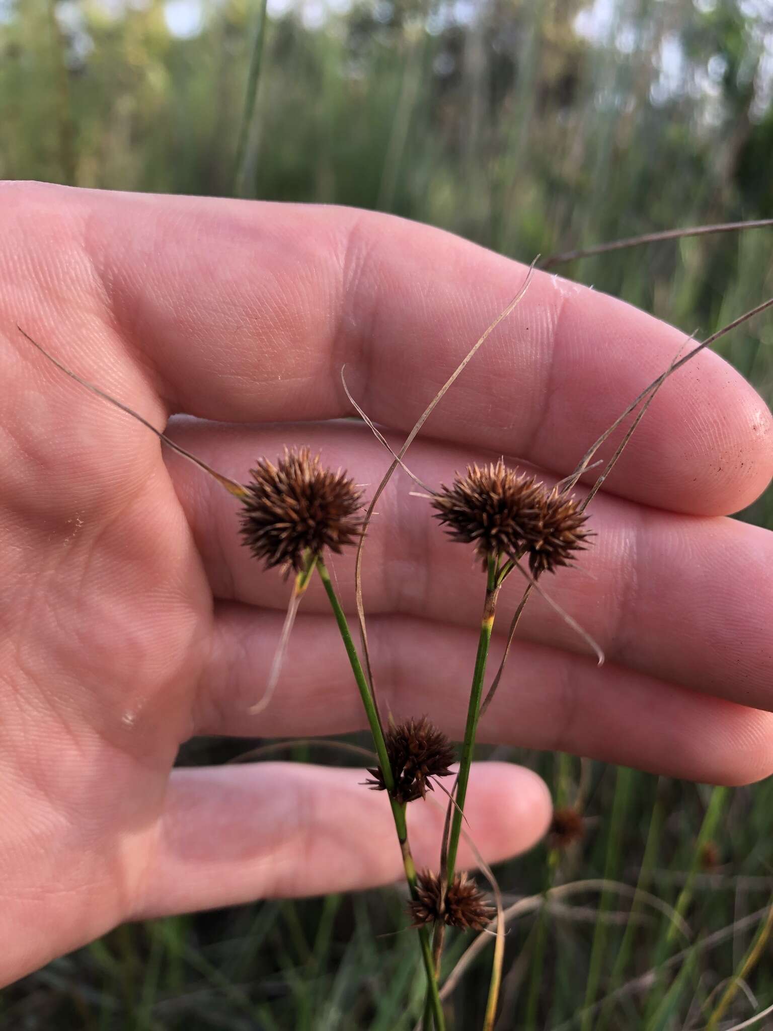 Image of Bunched Beak Sedge