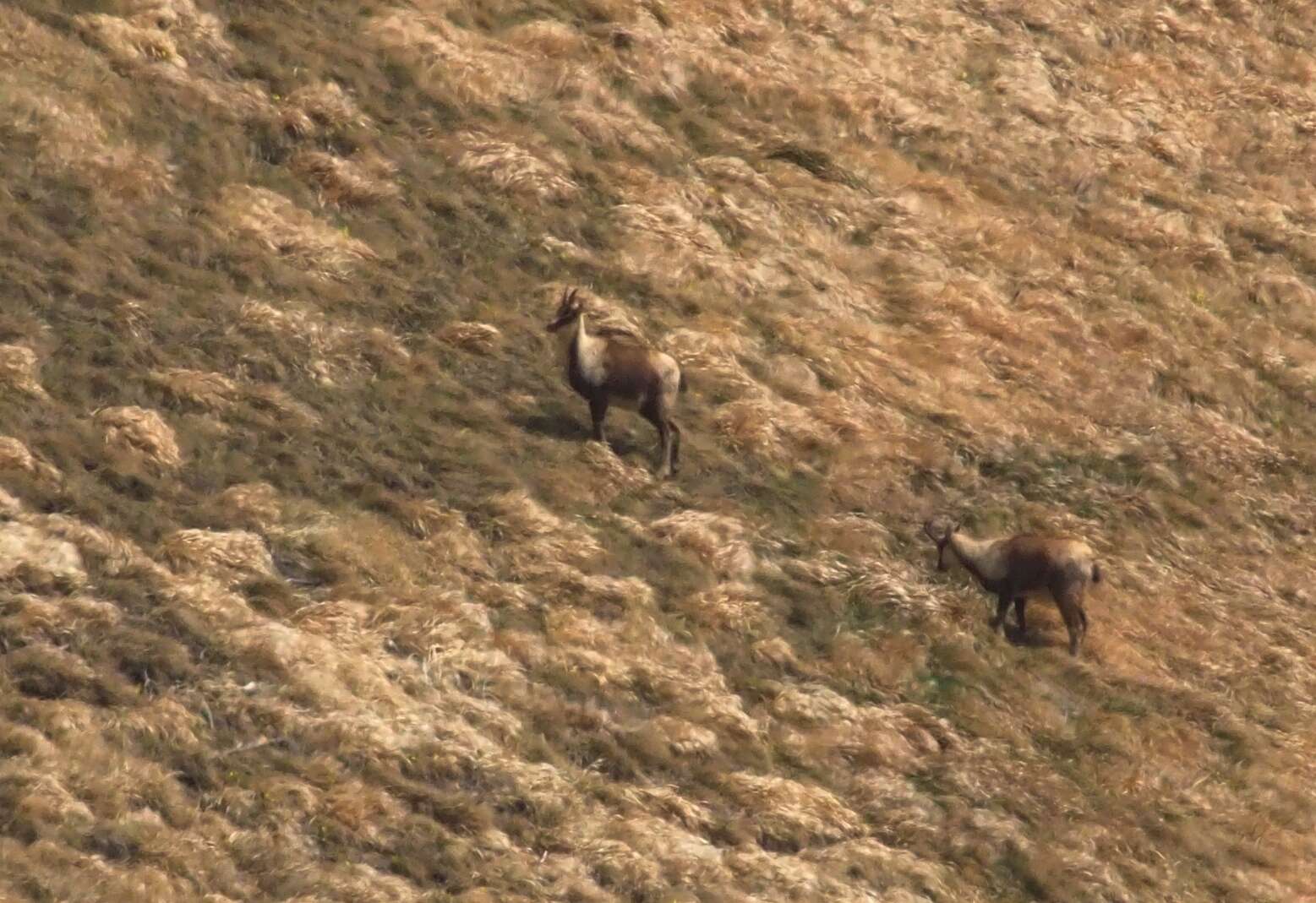 Image of Apennine chamois