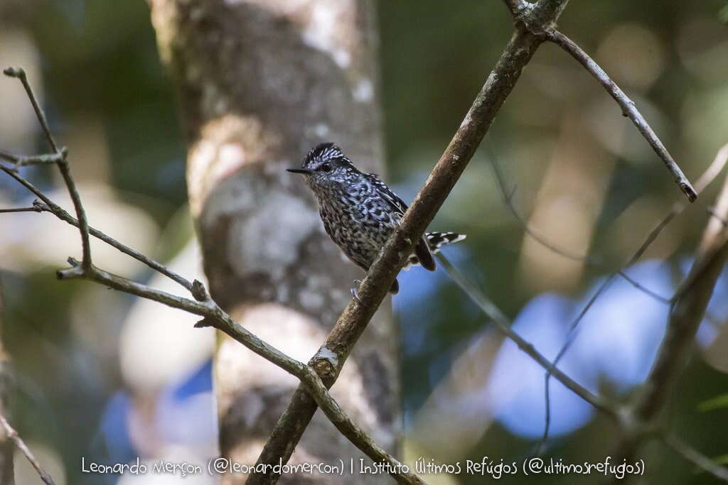 Image of Scaled Antbird