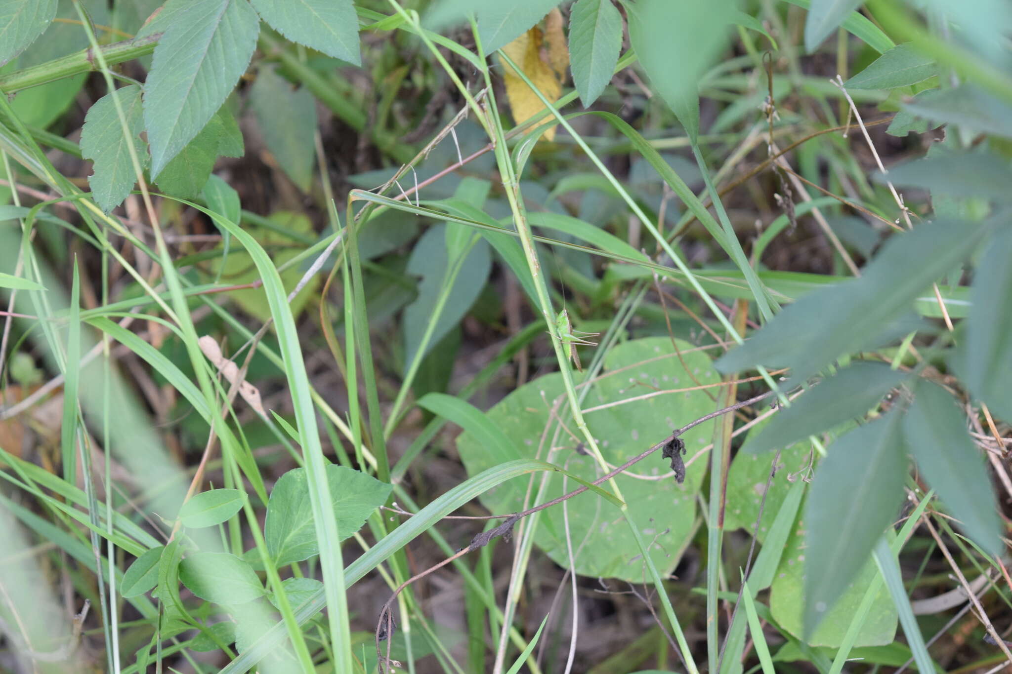 صورة Conocephalus (Anisoptera) maculatus (Le Guillou 1841)