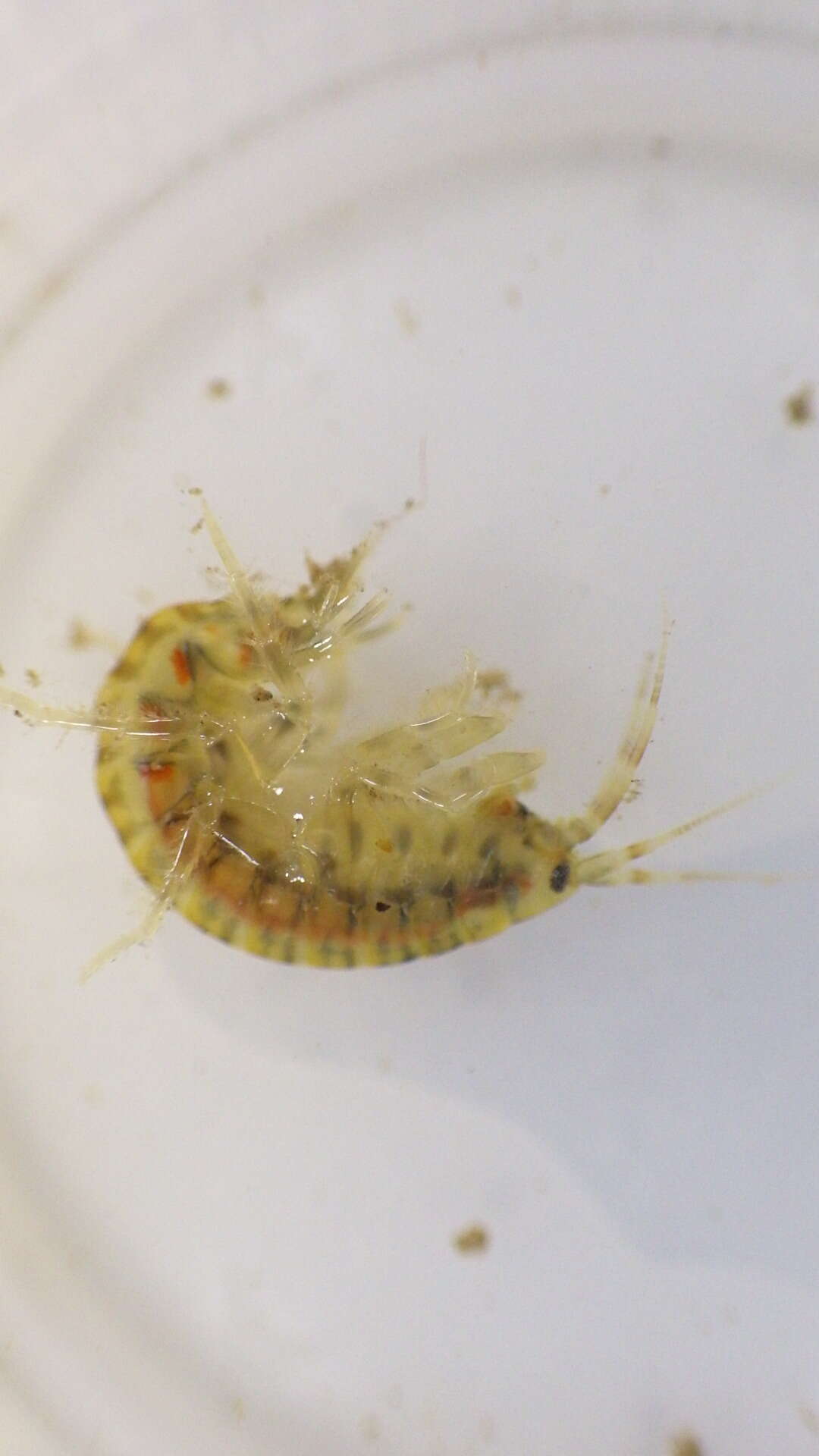 Image of Gammarus fasciatus Say 1818