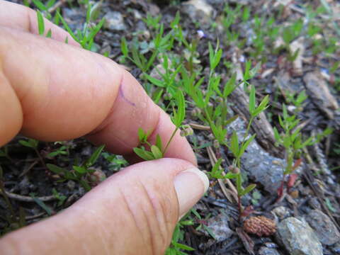 Image of twinleaf bedstraw