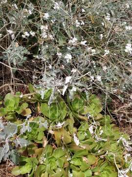 Image of Crambe fruticosa L. fil.