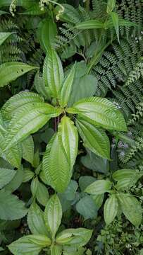 Image of Pilea melastomoides (Poir.) Wedd.