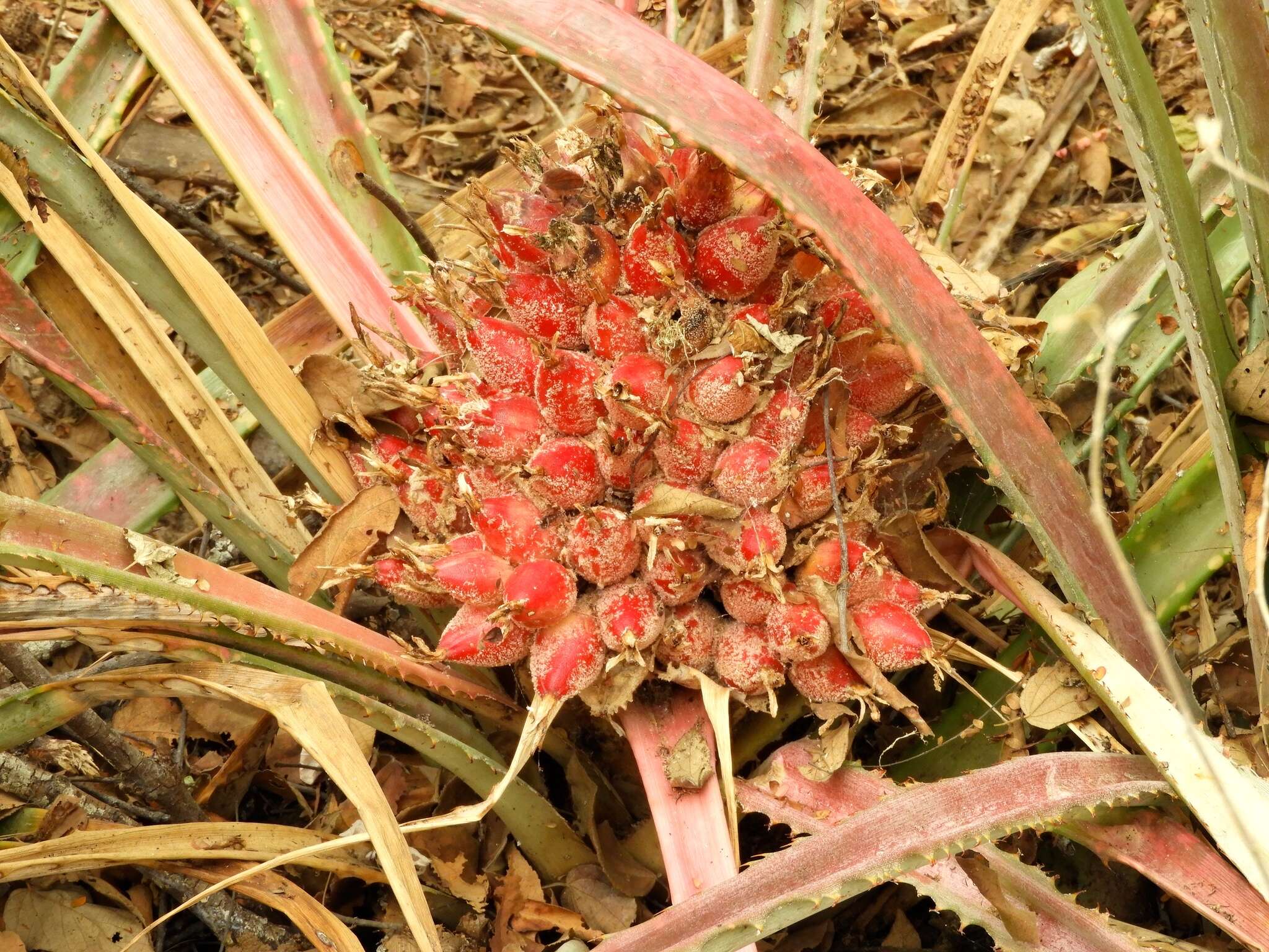 Image of Bromelia hemisphaerica Lam.