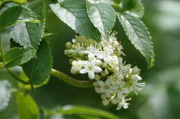 Image of Sambucus australis Cham. & Schltdl.