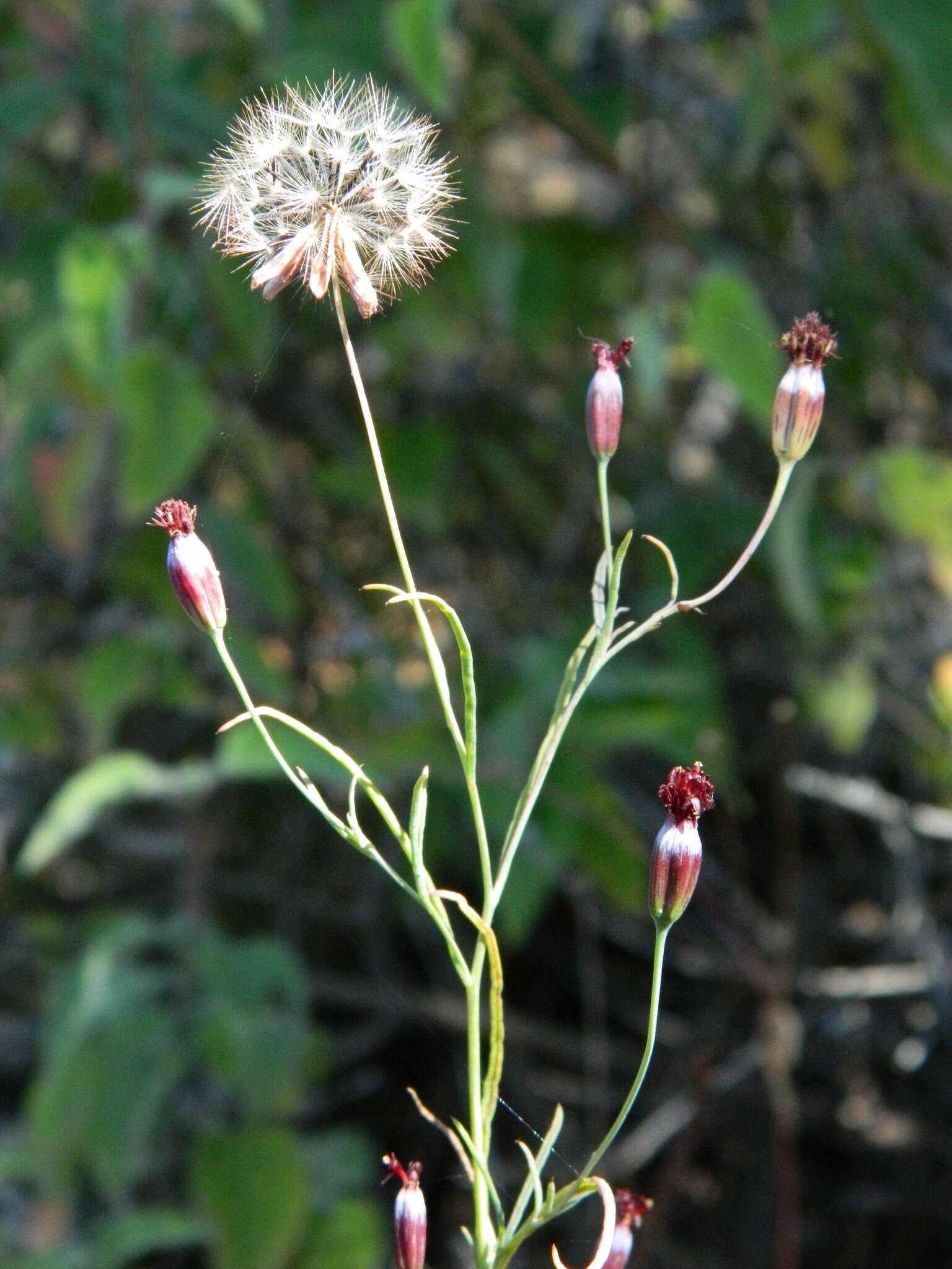 Image of Porophyllum linaria (Cav.) DC.