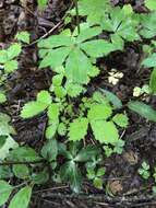 Image of Small's blacksnakeroot