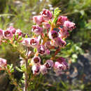 Image of Erica setacea Andr.