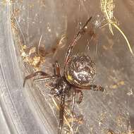 Image of Steatoda diamantina Levi 1962