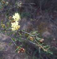 Image of Phebalium bullatum J. M. Black