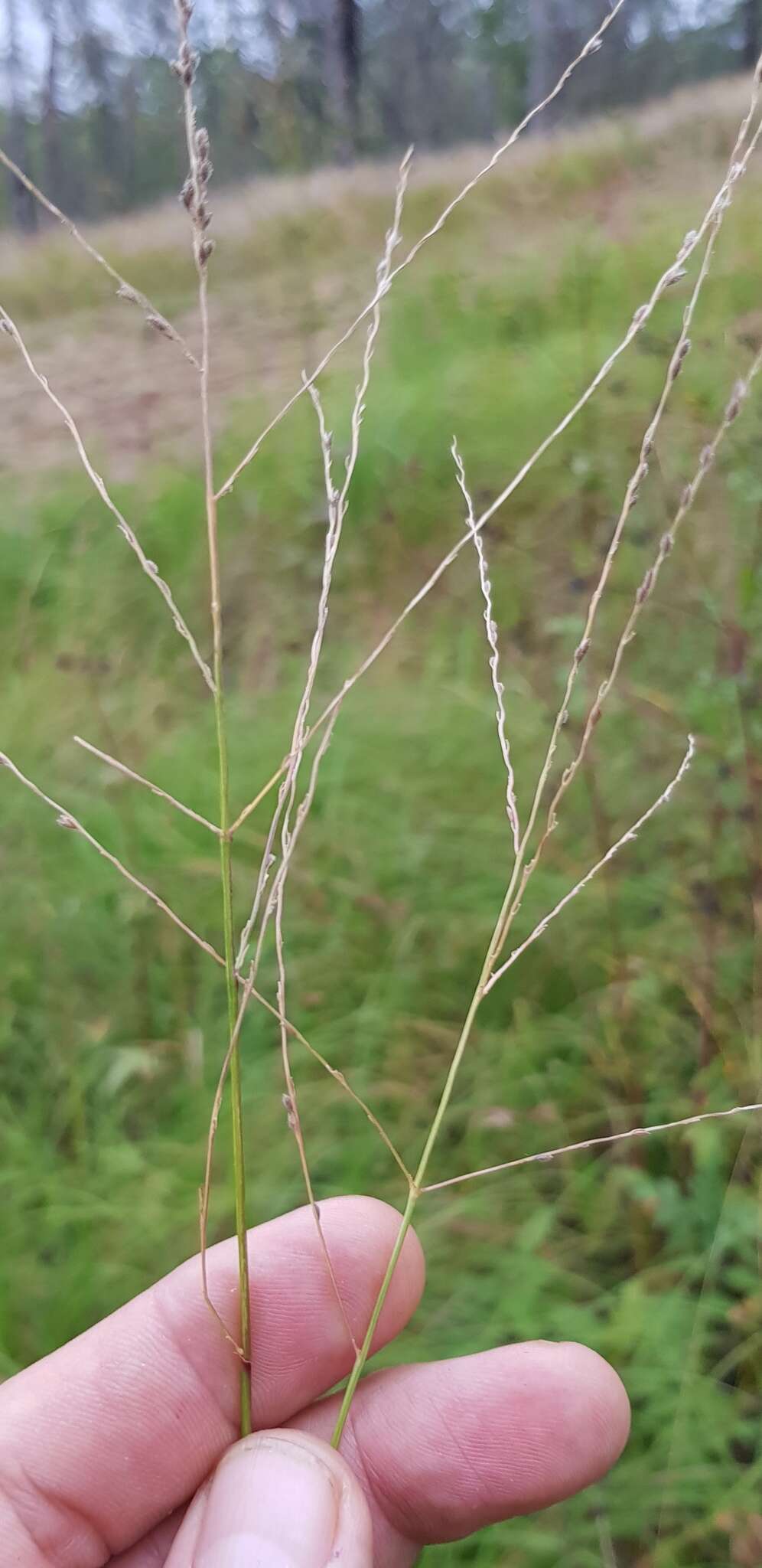 Image of Digitaria brownii (Roem. & Schult.) Hughes