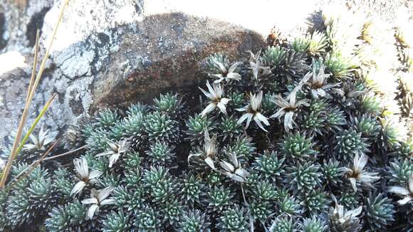 Plancia ëd Psychrophyton grandiflorum (Hook. fil.) Beauv.