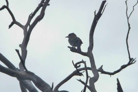 Image of Grey Shrike-thrush