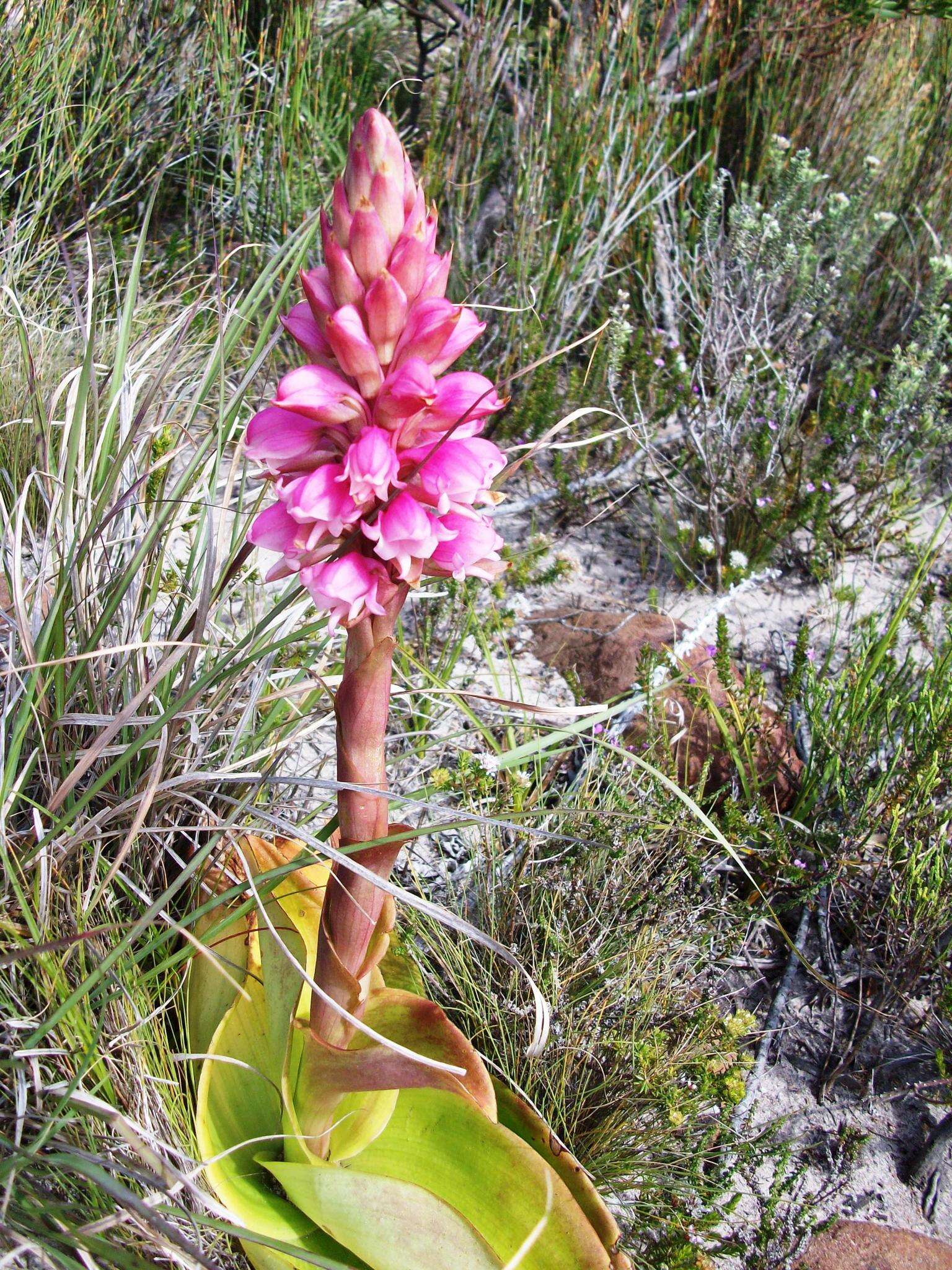 Image of Waxy satyr orchid