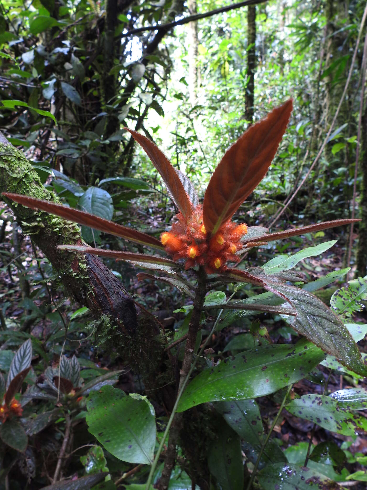 Imagem de Columnea calotricha Donn. Sm.