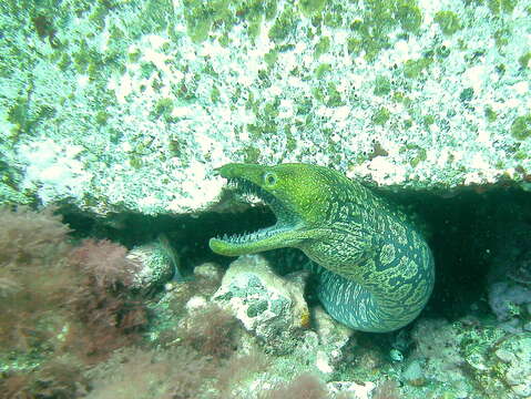 Image of Bird-eye Conger