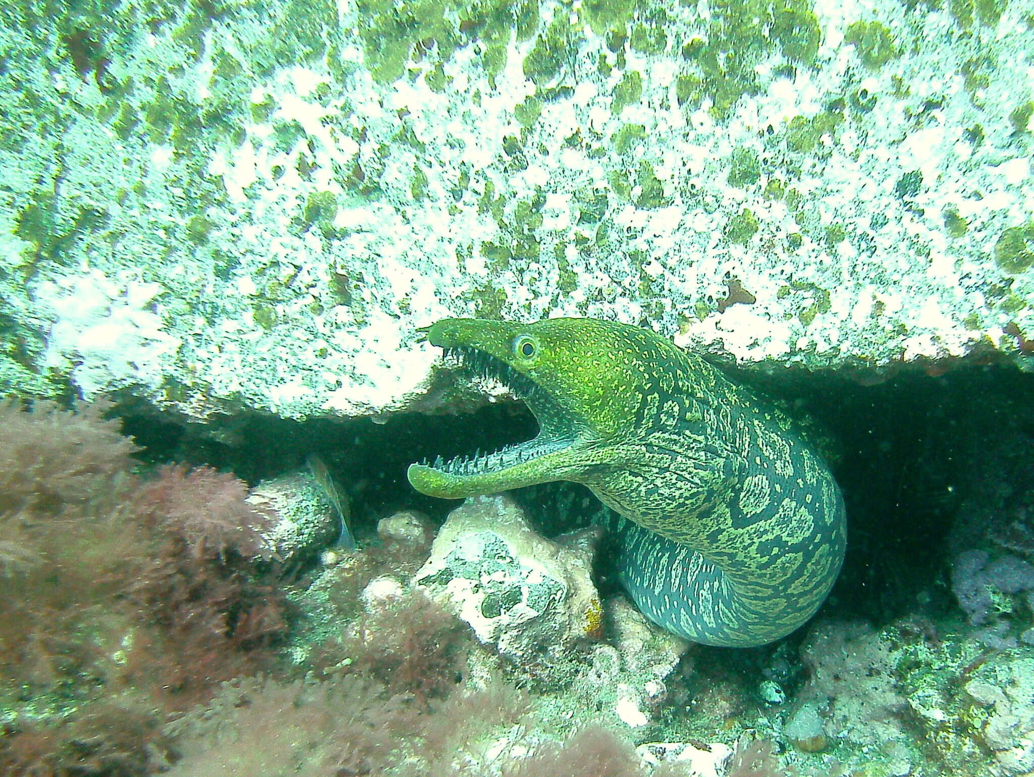 Image de Murène Des Iles