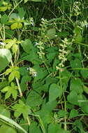 Image of Salvia herbacea Benth.