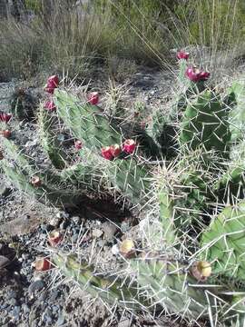 Image of Opuntia sulphurea G. Don ex Loudon