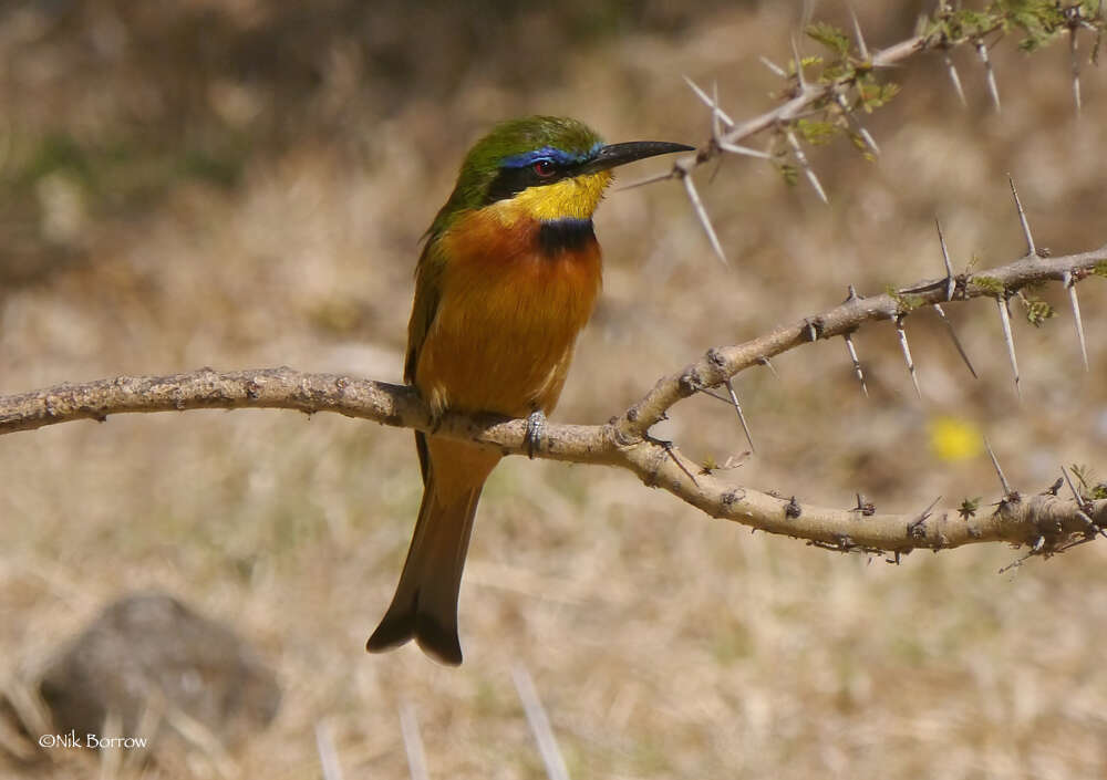 Image de Merops pusillus cyanostictus Cabanis 1869