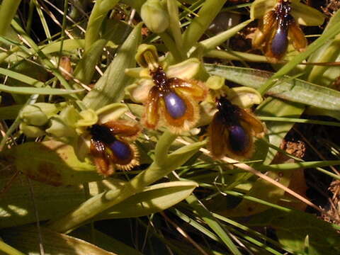 Image of Ophrys speculum subsp. lusitanica O. Danesch & E. Danesch