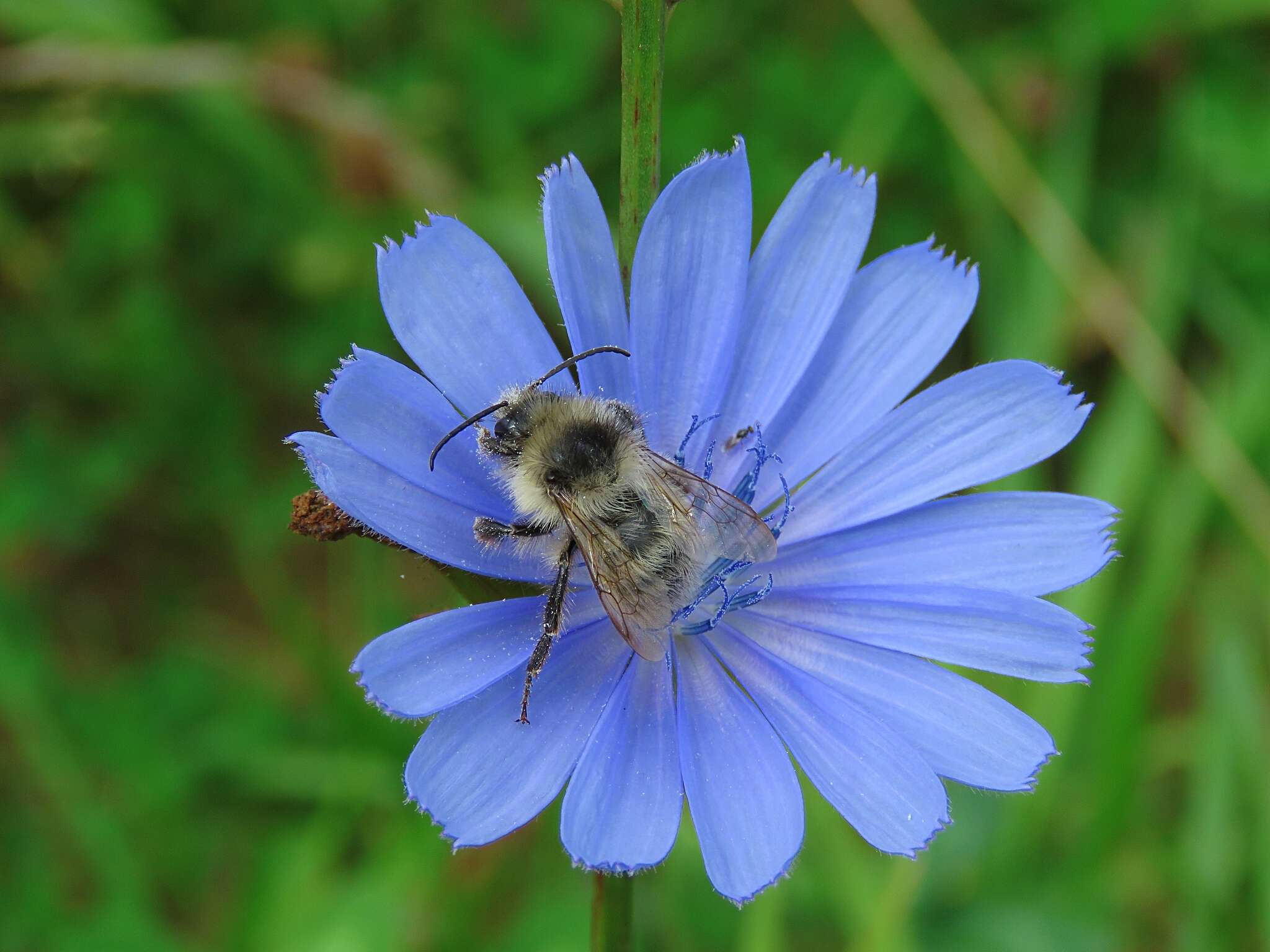 Image of Bombus veteranus (Fabricius 1793)