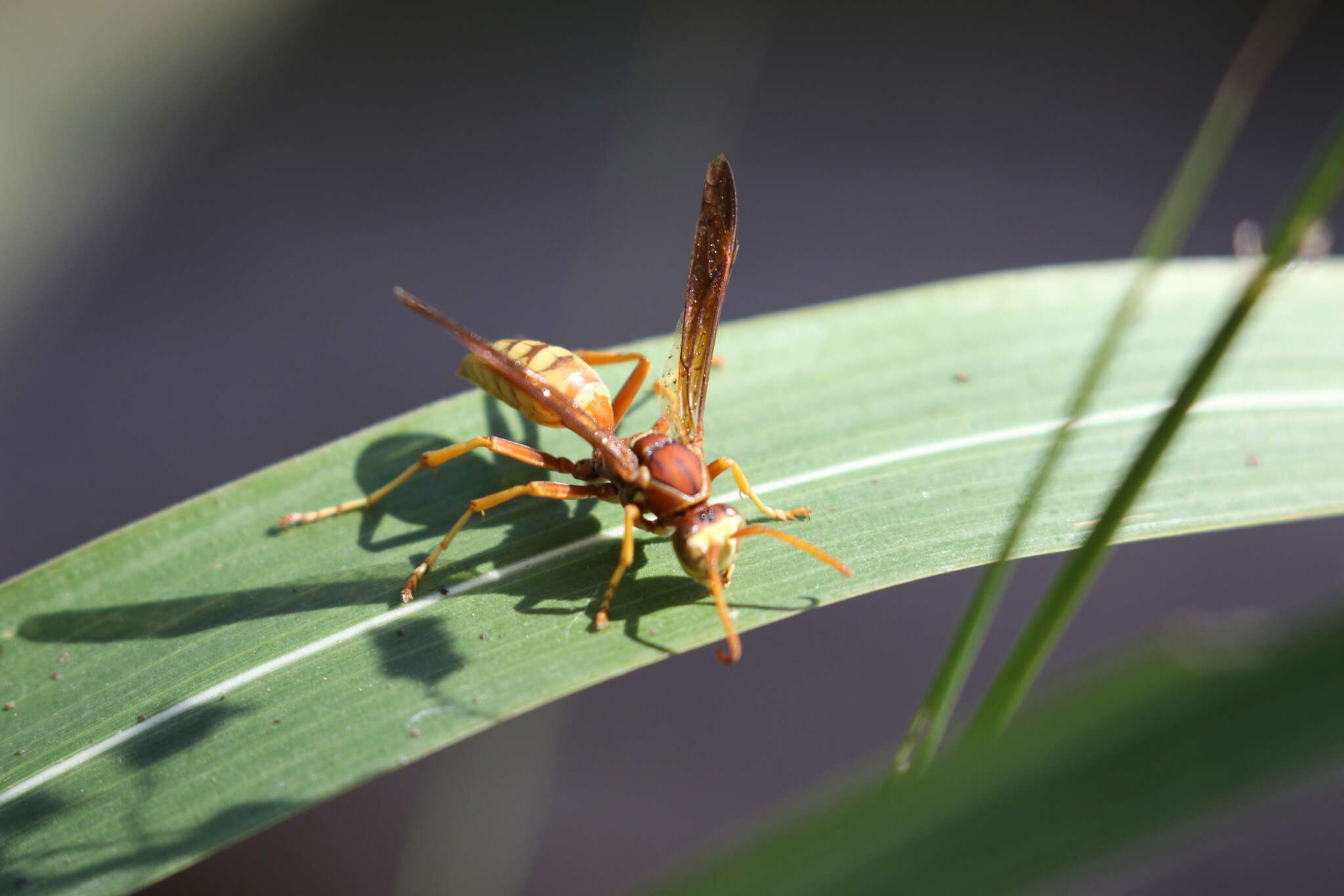 Image of Wasp