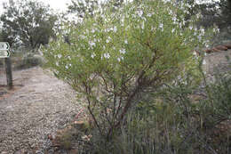 Imagem de Prostanthera striatiflora F. Muell.