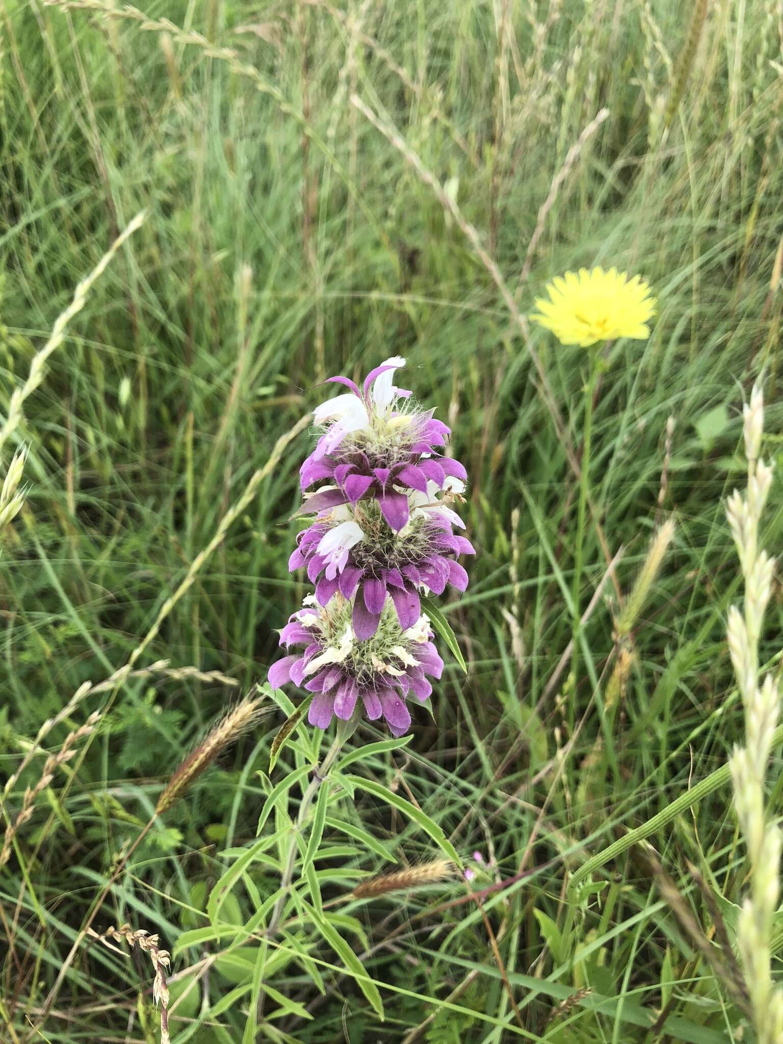 Monarda citriodora var. citriodora resmi