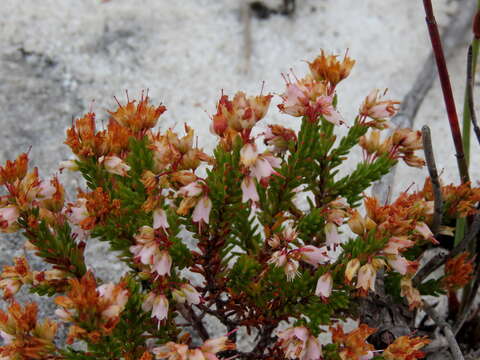 Image of Erica capillaris Bartl.