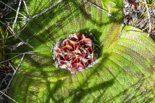 Imagem de Massonia pustulata Jacq.