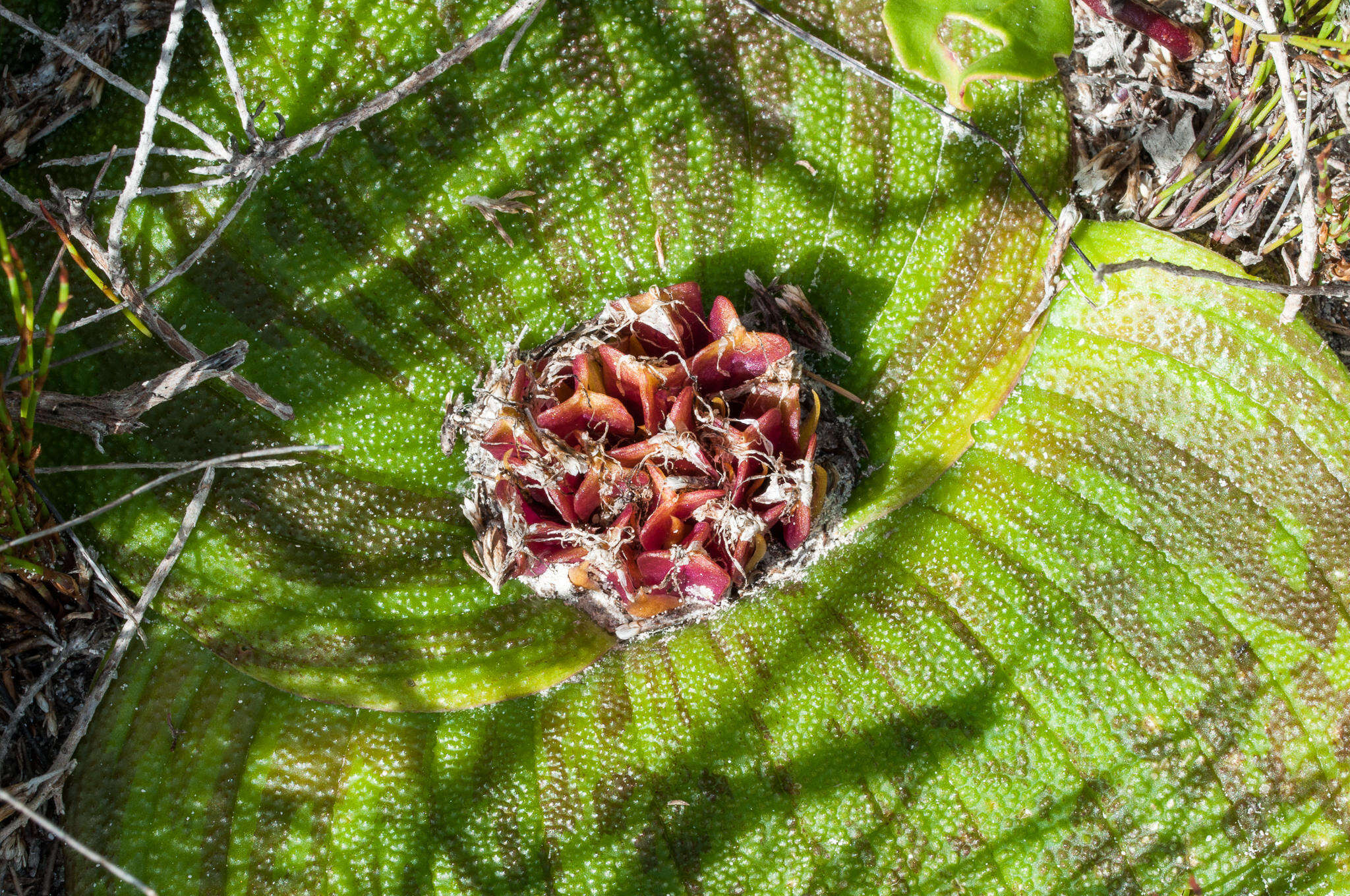 Image of Massonia pustulata Jacq.